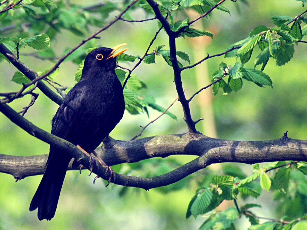 Forskning: Fåglarna sjunger dig frisk