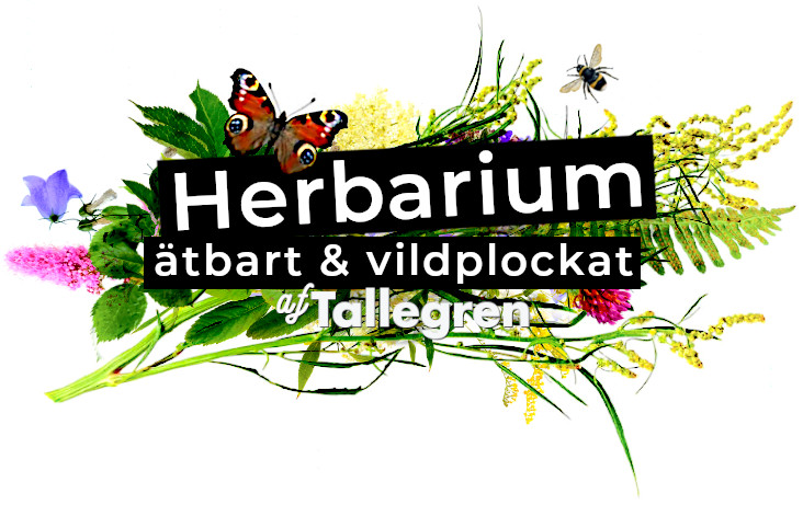 herbarium-af-tallegren-B