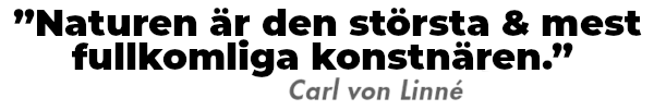 naturen-är-den-största-linne-estote-tallegren