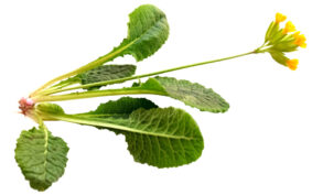 estote_tallegren_gullviva_plocka_recept_copyright