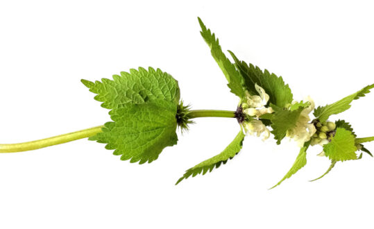 Vitplister: Blommor, bin och medeltida munkar!